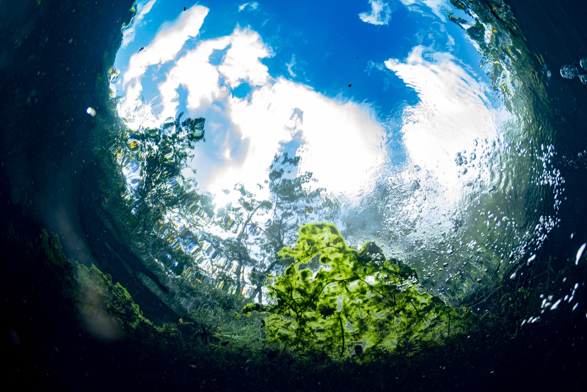 Diver exploring underwater gardens