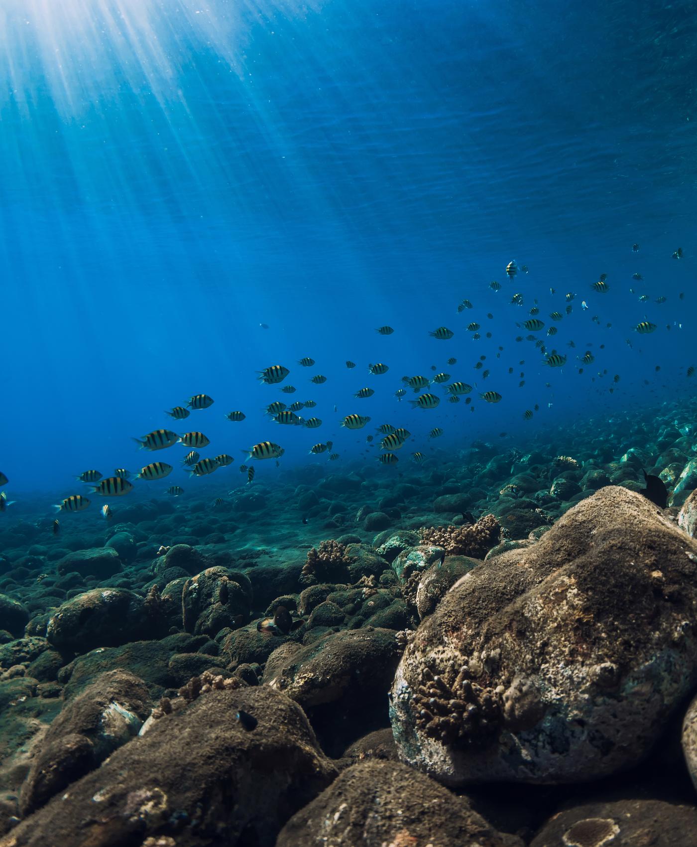 Light falling to the deep sea floor
