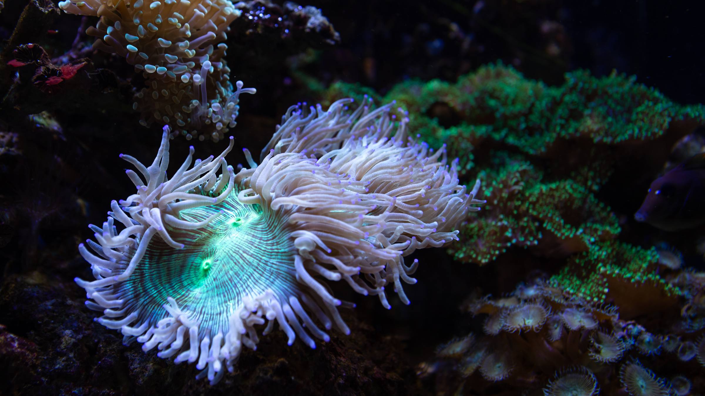 A school of tropical fish over the reef