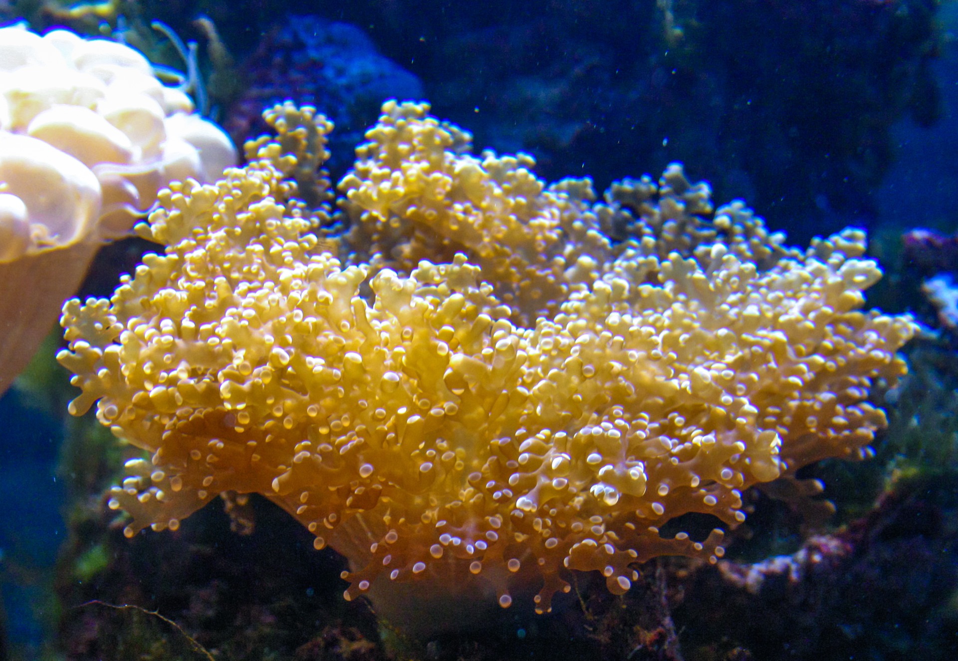 Frogspawn coral polyps up close