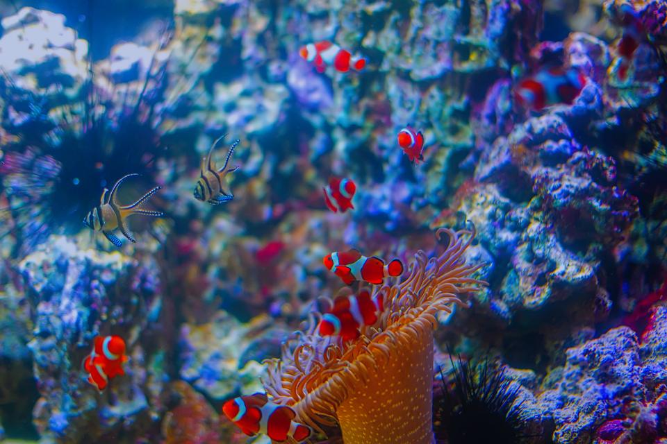 Tropical fish over a shallow coral reef